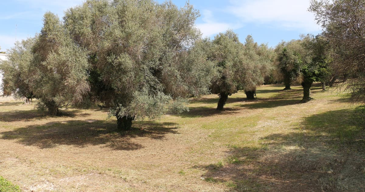 Old olive trees growing on open agricultural land